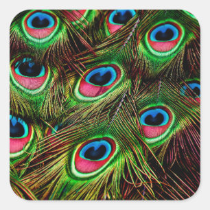 Sticker Carré plumes de paon plumage motif