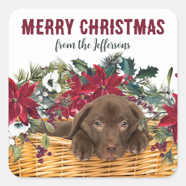 Sticker Carré Poinsettia Chocolat Lab Chiot Noël (Devant)