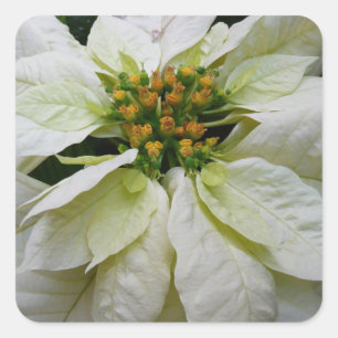 Sticker Carré Poinsettia Elegant Christmas Holiday Floral