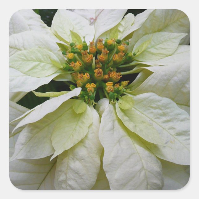 Sticker Carré Poinsettia Elegant Christmas Holiday Floral (Devant)