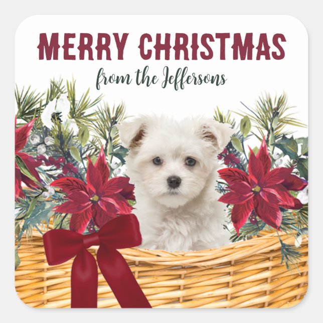 Sticker Carré Poinsettia Maltese Puppy Christmas Pasket (Devant)