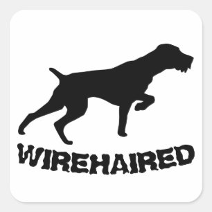 Sticker Carré Pointeur À poils durs allemand