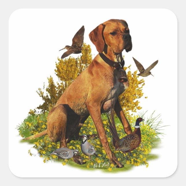 Sticker Carré Pointeur anglais, chasse aux oiseaux (Devant)
