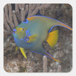 Sticker Carré Poisson-ange (Holacanthus ciliaris) nageant