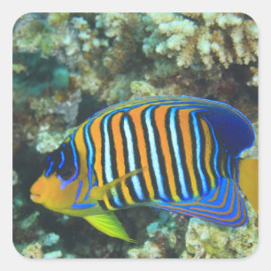 Sticker Carré Poisson-ange royal juvénile Pygoplites