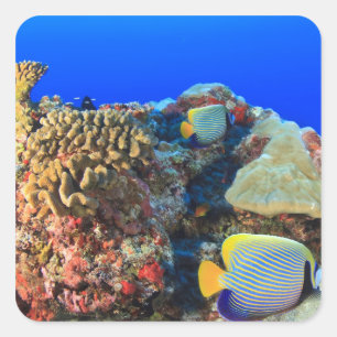 Sticker Carré Poisson-ange royal Pygoplites diacanthus),