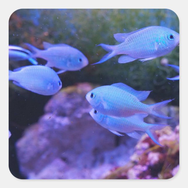 Sticker Carré Poisson bleu tropical (Devant)