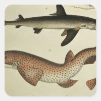 Poisson-chien moins tacheté