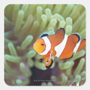 Sticker Carré Poisson clown 4
