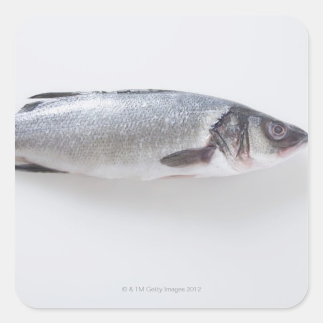 Sticker Carré Poisson de ramizini entier (Devant)