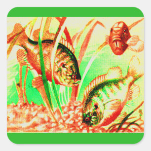 Sticker Carré poisson d'eau douce