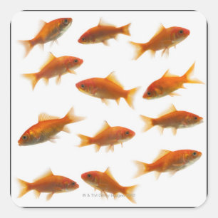 Sticker Carré Poisson d'or