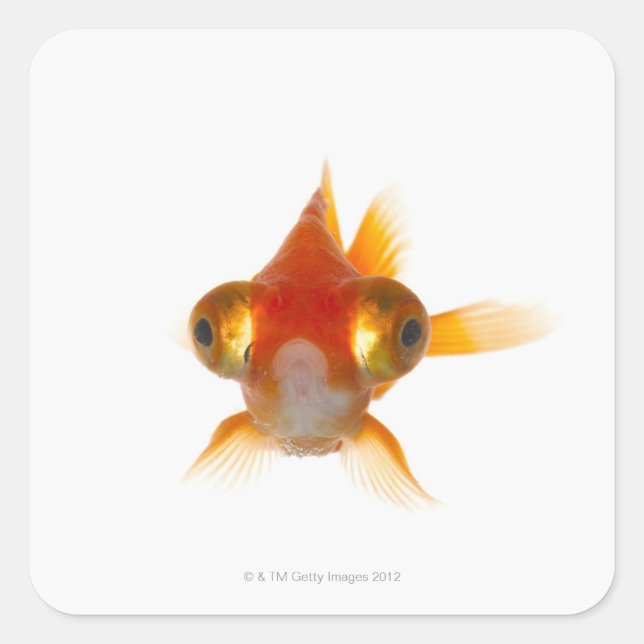 Sticker Carré Poisson d'or aux grands yeux 2 (Devant)