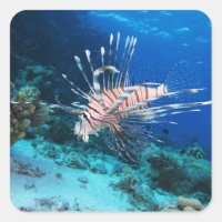 Poisson lion ou Pterois Miles, Poisson de récif oc