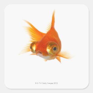 Sticker Carré Poisson rouge avec de grands yeux