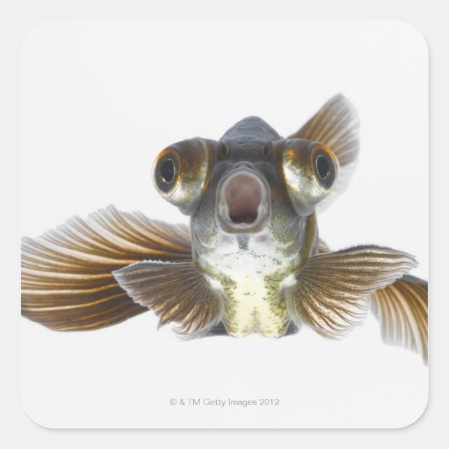 Sticker Carré Poisson rouge noir (Carassius auratus) (Devant)