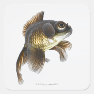 Sticker Carré Poisson rouge noir (Carassius auratus) 2