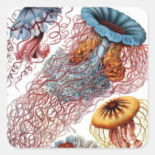 Sticker Carré Poisson vintage par Ernst Haeckel, Discomedusae