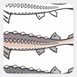 Sticker Carré Poissons rares d'esturgeon