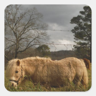 Sticker Carré Poney miniature blond / Cheval