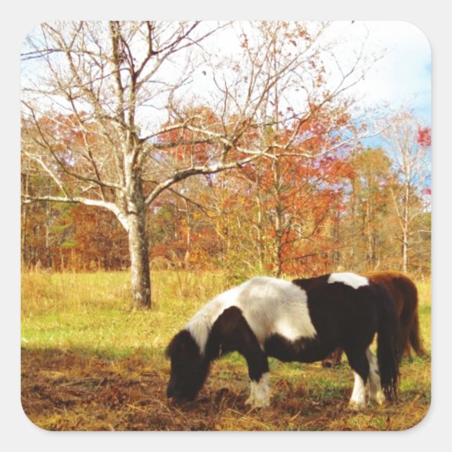 Sticker Carré Poney miniature noir et blanc / Cheval (Devant)