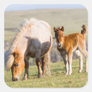Sticker Carré Poney Shetland en pâture près des hautes falaises,