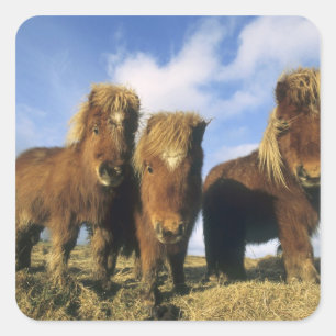 Sticker Carré Poney Shetland, Shetland continentales,