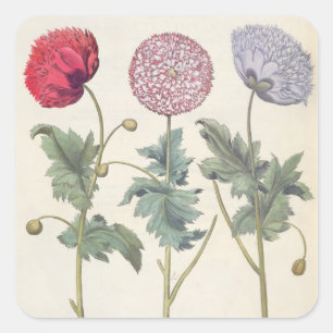 Sticker Carré Poppies : 1. Papaver multiplex albumoris rubicundi
