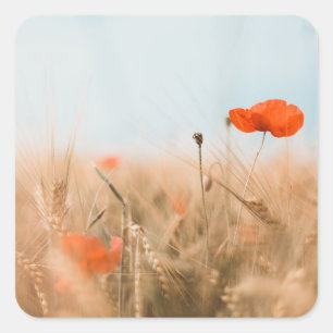 Sticker Carré Poppies rouges et orge dorée