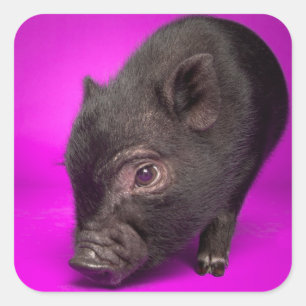 Sticker Carré Porc noir de bébé