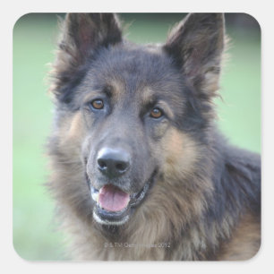 Sticker Carré Portrait d'Allemand Sheppard