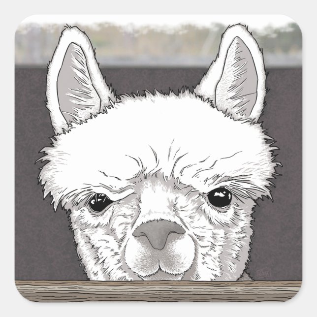 Sticker Carré Portrait d'Alpaca (Devant)