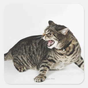 Sticker Carré Portrait de baisers de chat