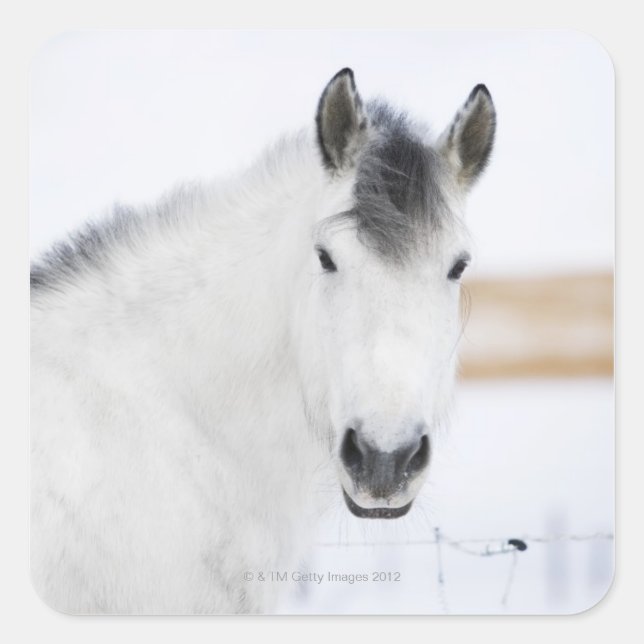 Sticker Carré portrait de cheval blanc (Devant)