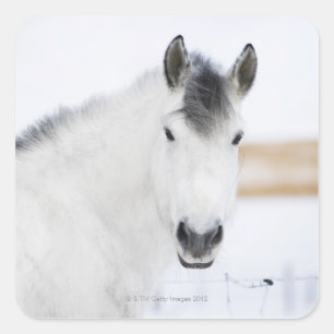 Sticker Carré portrait de cheval blanc