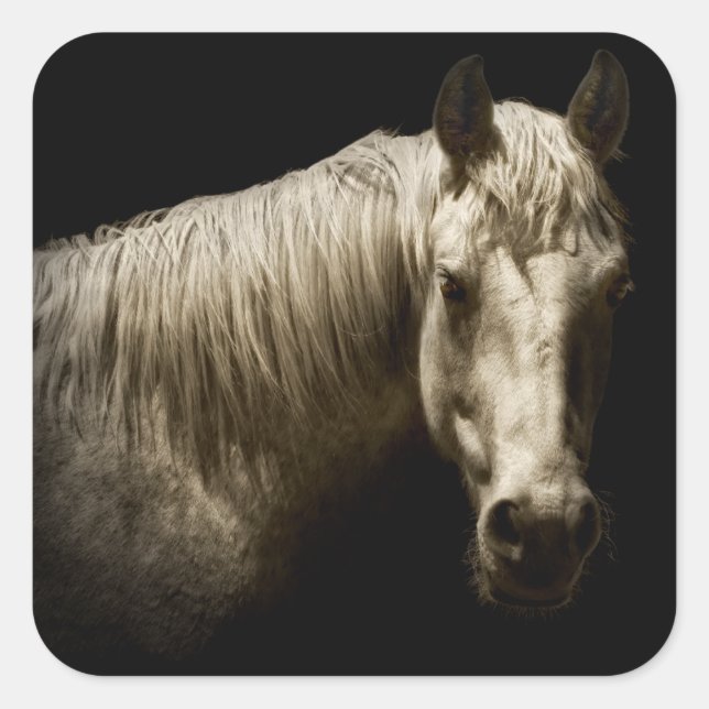 Sticker Carré Portrait de cheval VI (Devant)