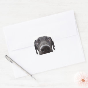 Sticker Carré Portrait de fermeture Black Labrador