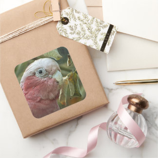 Sticker Carré Portrait de Galah Cockatoo Rose Oiseau Australien