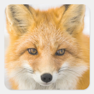 Sticker Carré Portrait de renard roux
