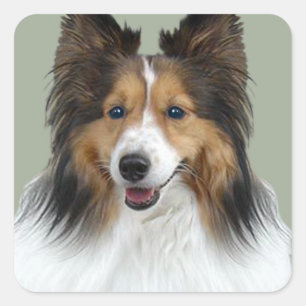 Sticker Carré Portrait de Sheltie