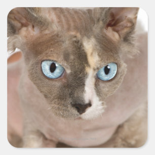 Sticker Carré Portrait de studio de Sphynx cat