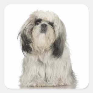 Sticker Carré Portrait du chiot tibétain en terrier