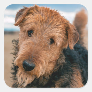 Sticker Carré Portrait d'un Airedale Terrier
