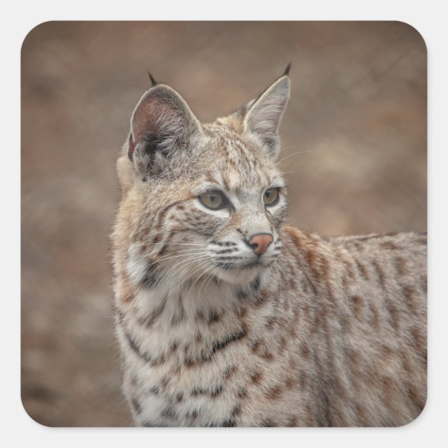 Sticker Carré Portrait d'un Bobcat (Devant)