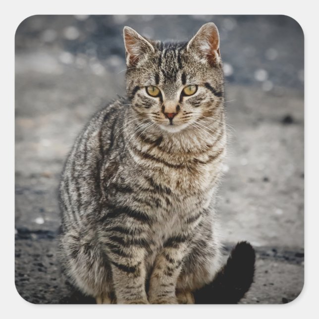 Sticker Carré Portrait d'un chat (Devant)