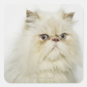Sticker Carré Portrait d'un chat perse
