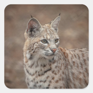 Sticker Carré Portrait d'un chat sauvage