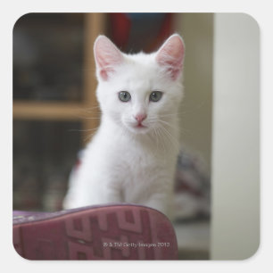 Sticker Carré Portrait d'un chaton blanc, Suède.