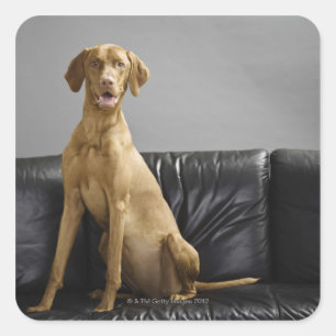 Sticker Carré Portrait d'un chien
