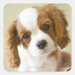 Sticker Carré Portrait d'un chiot du roi Charles d'Espagne